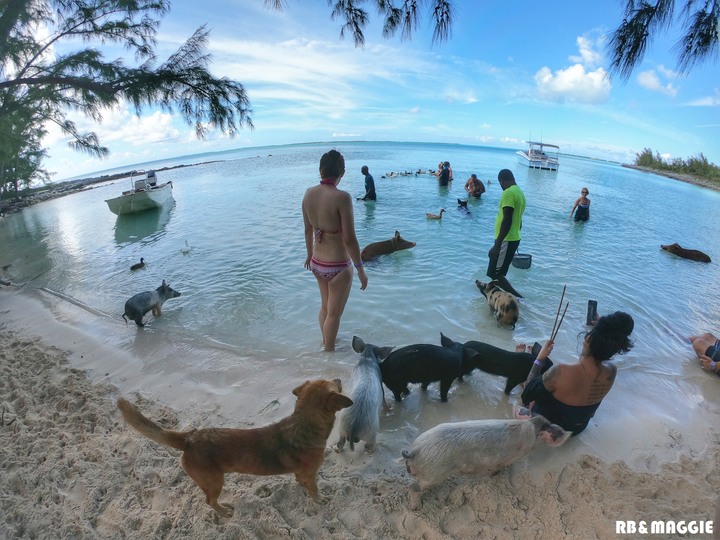 [遊記]蜜月旅行篇章之巴哈馬 豬島 附簽證教學 圖多