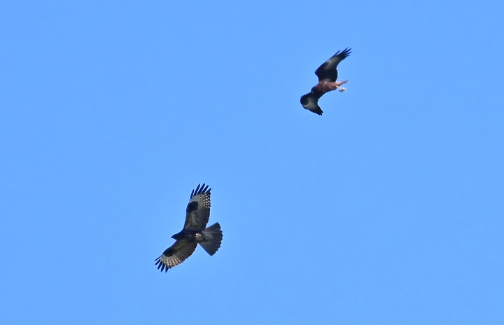 Z7動態區域AF追拍西方澤鵟,Z7+16-50mm和50-250mm的DX鏡首拍。