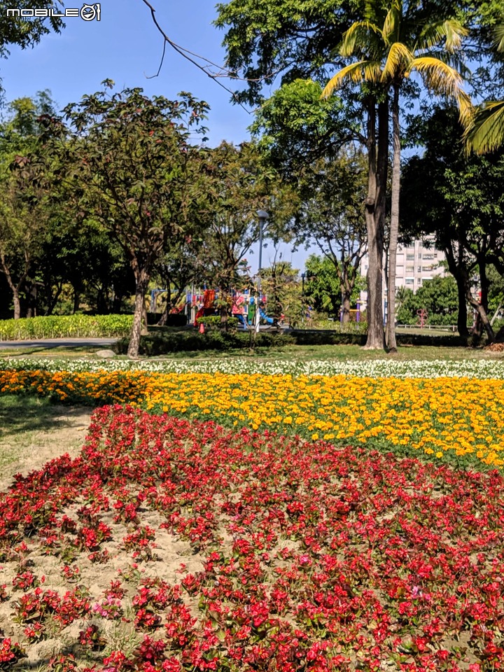 台南走春 台南市永康區永康公園花海地毯 01/12
