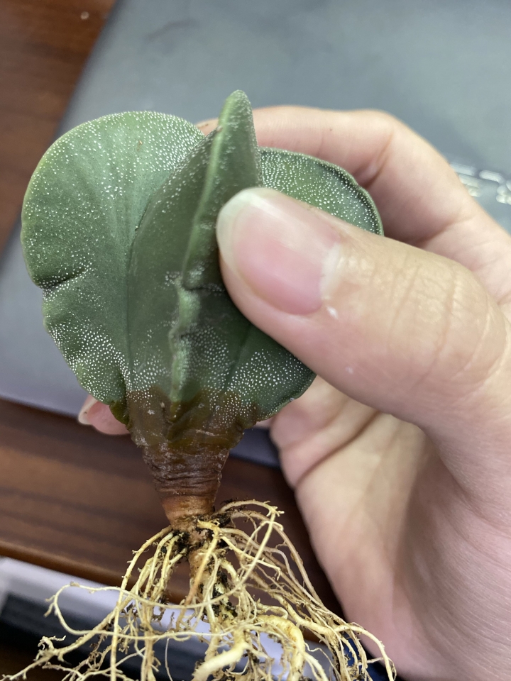 （求助）多肉植物根部鏽蝕色