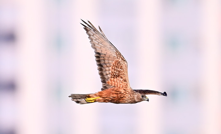 Z7動態區域AF追拍西方澤鵟,Z7+16-50mm和50-250mm的DX鏡首拍。