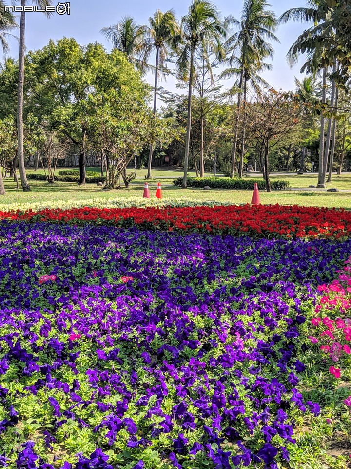 台南走春 台南市永康區永康公園花海地毯 01/12