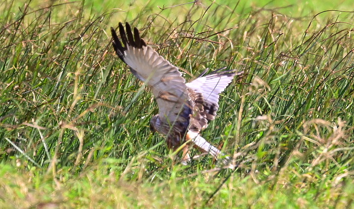 Z7動態區域AF追拍西方澤鵟,Z7+16-50mm和50-250mm的DX鏡首拍。