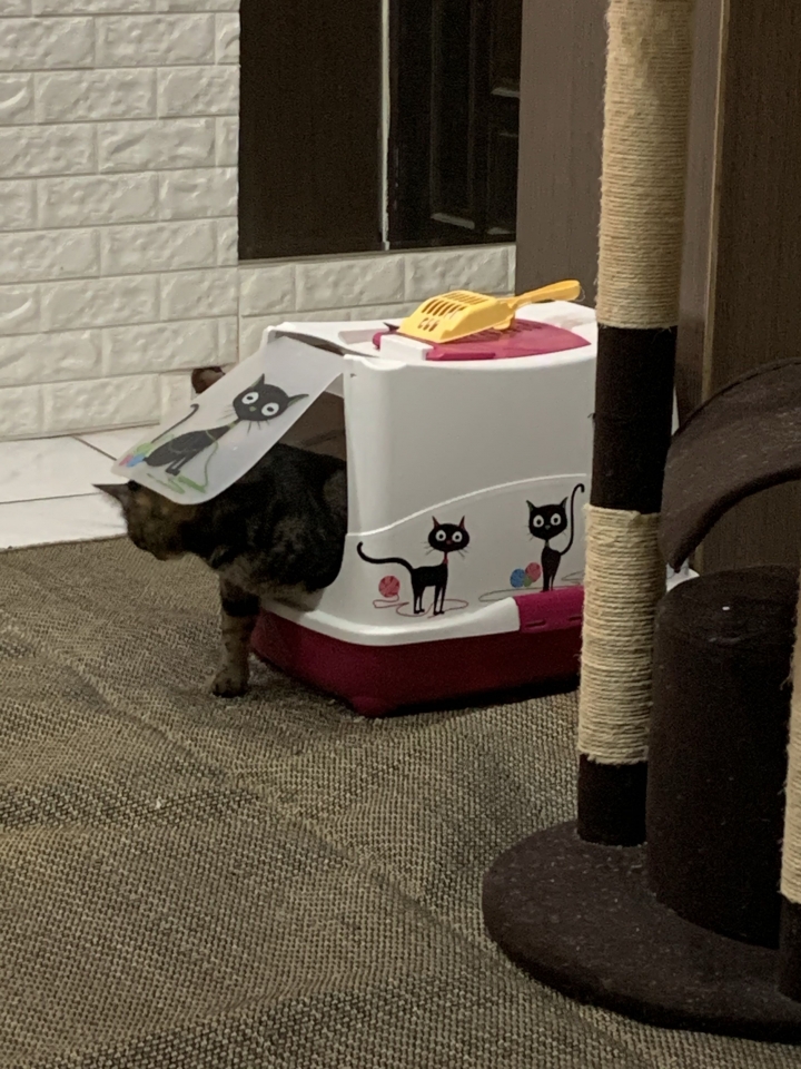 貓咪為什麼這麼怪