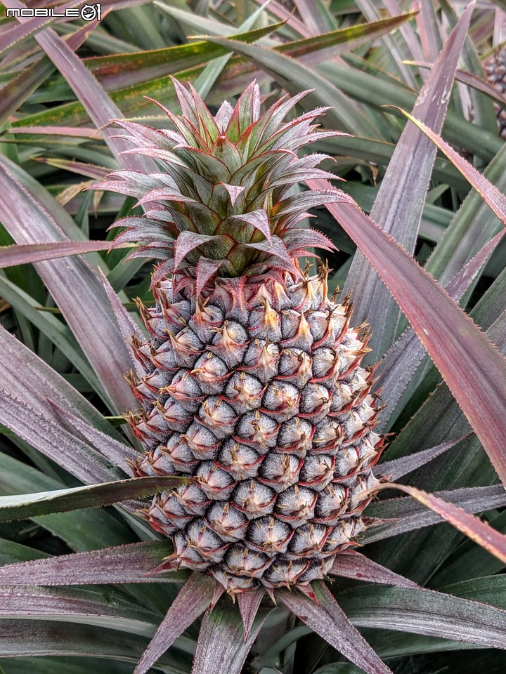 大波斯菊 台南市山上區淨水池區 01/29