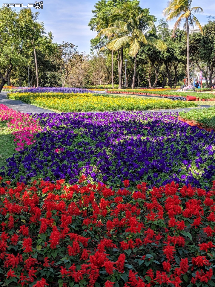 台南走春 台南市永康區永康公園花海地毯 01/12