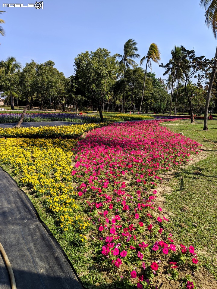 台南走春 台南市永康區永康公園花海地毯 01/12
