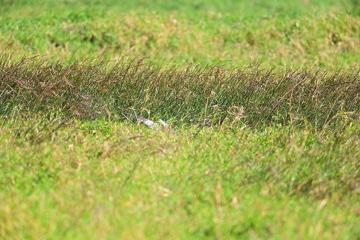 Z7動態區域AF追拍西方澤鵟,Z7+16-50mm和50-250mm的DX鏡首拍。