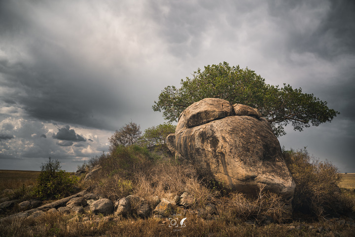 曠古之聲：東非雙亞行略（上）｜Africa Safari