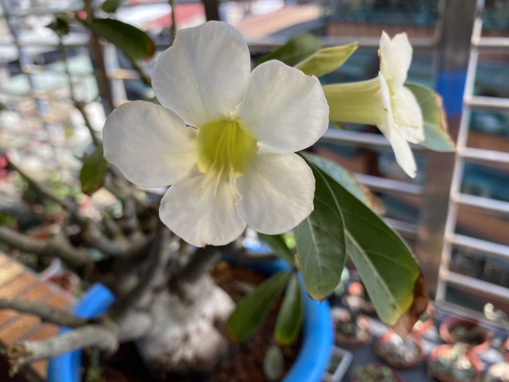 沙漠玫瑰開花了