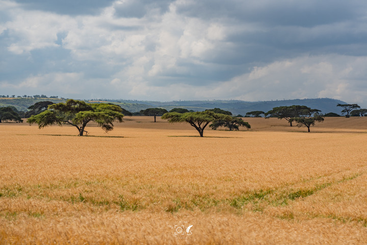 曠古之聲：東非雙亞行略（上）｜Africa Safari