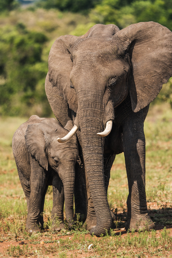 曠古之聲：東非雙亞行略（上）｜Africa Safari