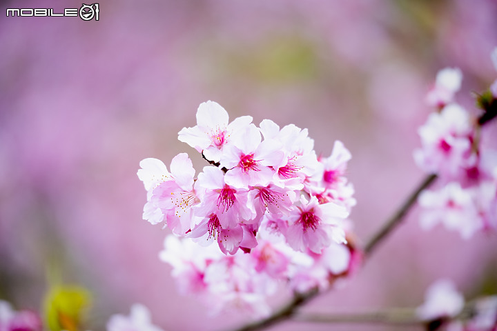 六龜櫻花公園 XH-1 & XF 50-140mm