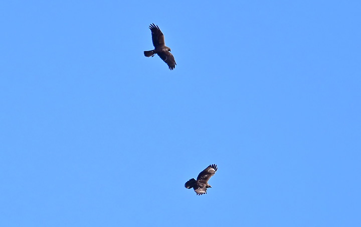 Z7動態區域AF追拍西方澤鵟,Z7+16-50mm和50-250mm的DX鏡首拍。