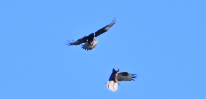 Z7動態區域AF追拍西方澤鵟,Z7+16-50mm和50-250mm的DX鏡首拍。