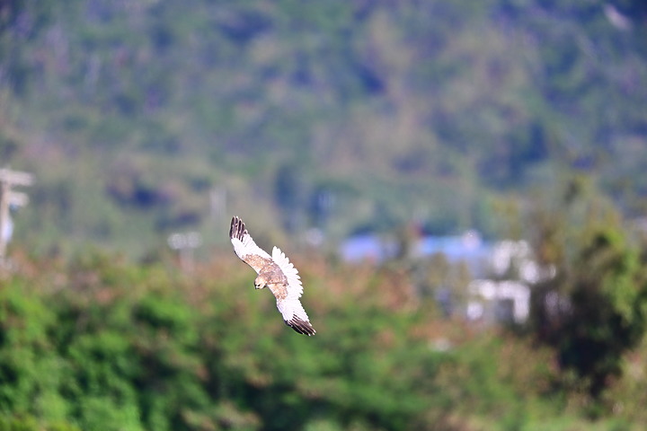 Z7動態區域AF追拍西方澤鵟,Z7+16-50mm和50-250mm的DX鏡首拍。