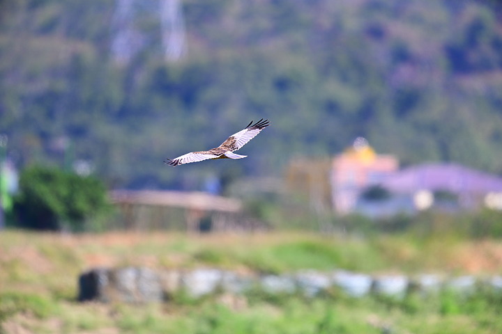 Z7動態區域AF追拍西方澤鵟,Z7+16-50mm和50-250mm的DX鏡首拍。