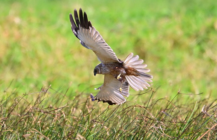 Z7動態區域AF追拍西方澤鵟,Z7+16-50mm和50-250mm的DX鏡首拍。
