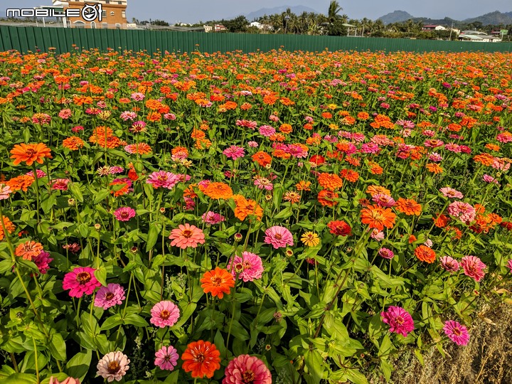 花現幸葫-杉林花海 高雄市杉林區市道181 01/15