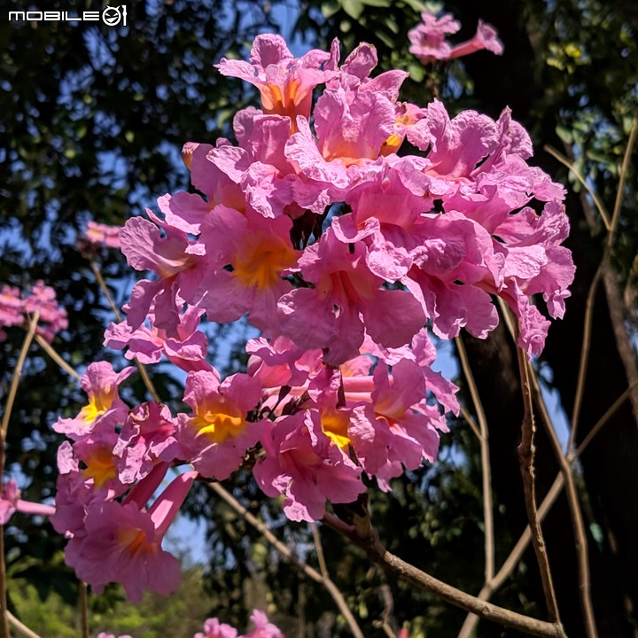台南走春 台南市永康區永康公園花海地毯 01/12