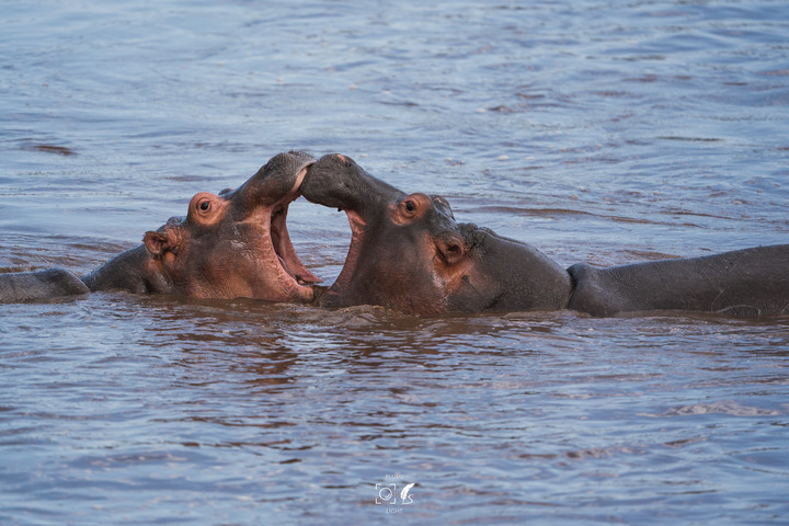 曠古之聲：東非雙亞行略（上）｜Africa Safari