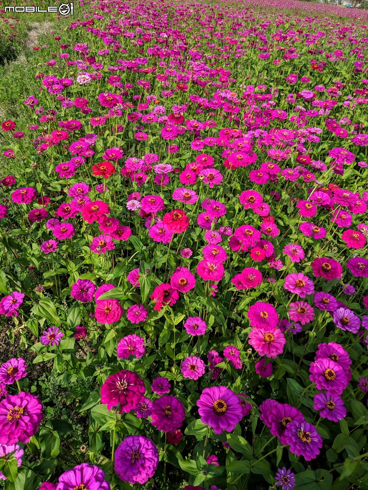 花現幸葫-杉林花海 高雄市杉林區市道181 01/15