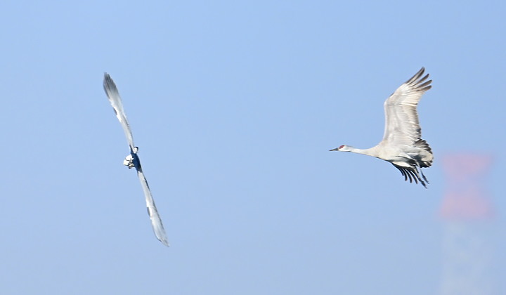 Z7&Z50在9度低溫的清晨河床上拍沙丘鶴