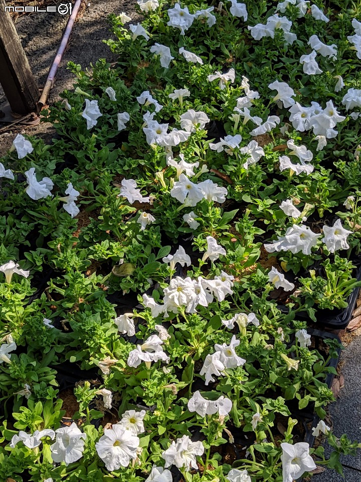 台南走春 台南市永康區永康公園花海地毯 01/12