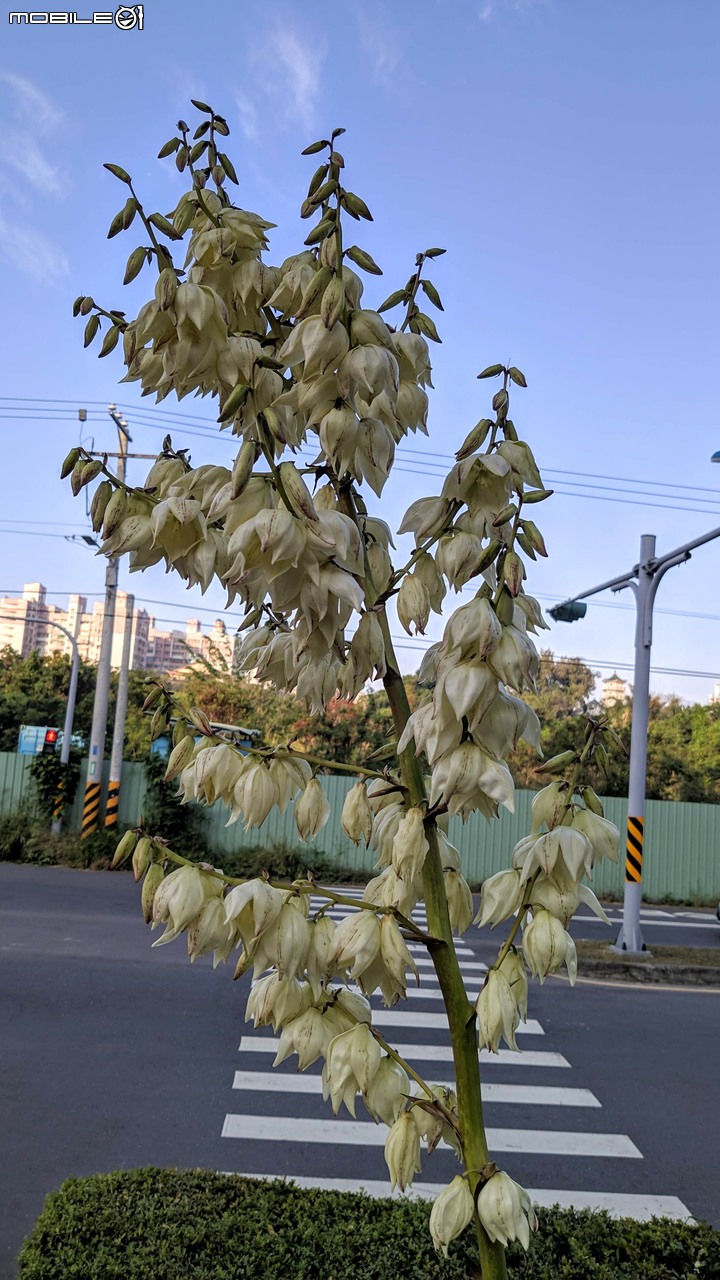 刺葉王蘭 仁德區嘉南療養院 01/23
