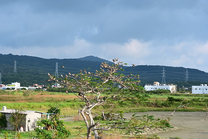 點我看大圖 台灣首發在mobile01,我在2019年11月1日以影片方式首拍到西方澤鵟。