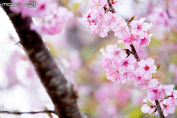 六龜櫻花公園 XH-1 & XF 50-140mm
