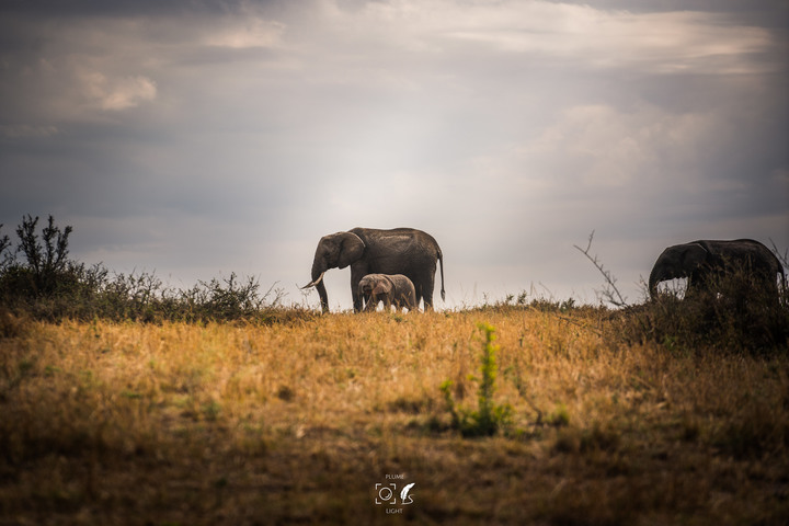 曠古之聲：東非雙亞行略（上）｜Africa Safari