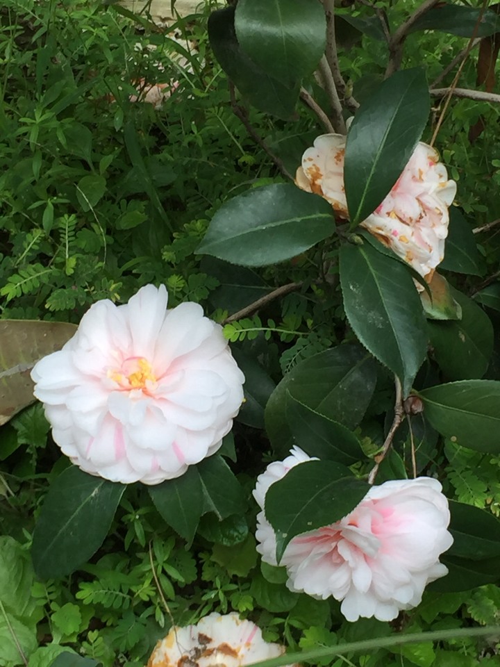 請問這是什麼品種的茶花（在台南大開）？