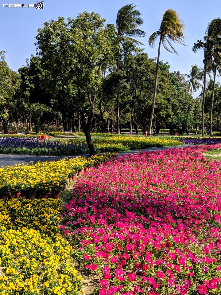台南走春 台南市永康區永康公園花海地毯 01/12