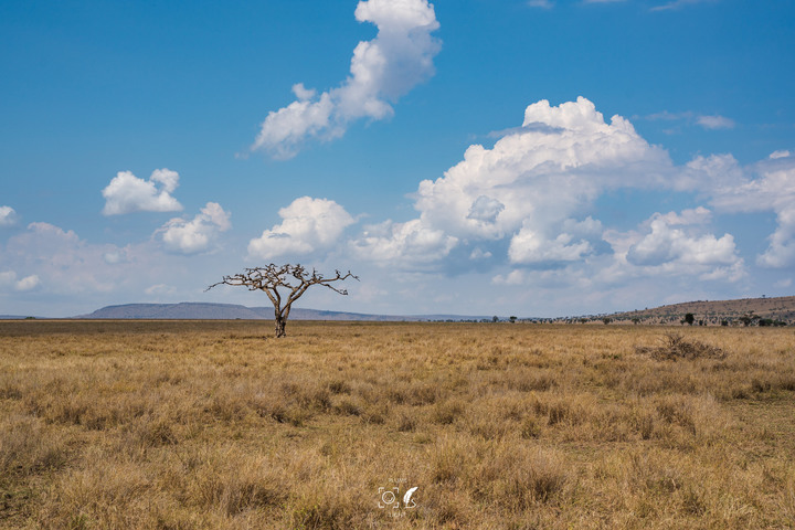 曠古之聲：東非雙亞行略（上）｜Africa Safari