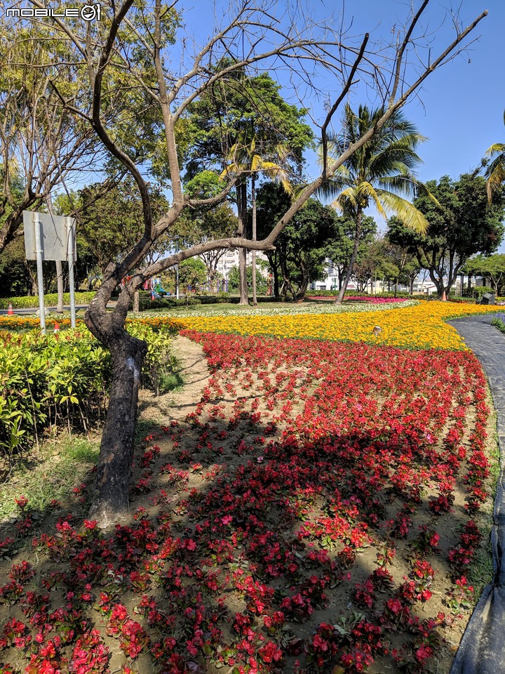 台南走春 台南市永康區永康公園花海地毯 01/12