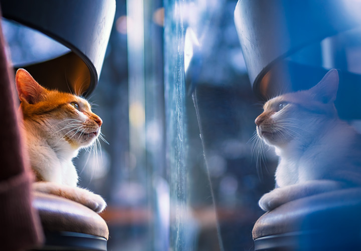 2019年拍摄的猫像（多图）