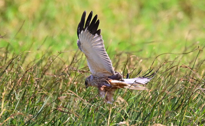Z7動態區域AF追拍西方澤鵟,Z7+16-50mm和50-250mm的DX鏡首拍。