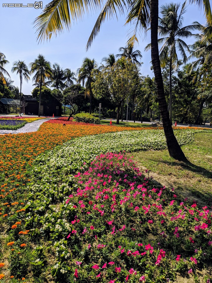 台南走春 台南市永康區永康公園花海地毯 01/12