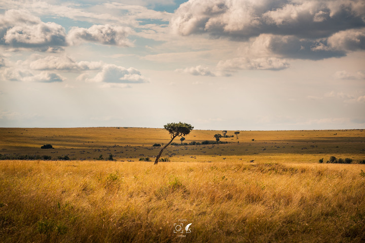 曠古之聲：東非雙亞行略（上）｜Africa Safari