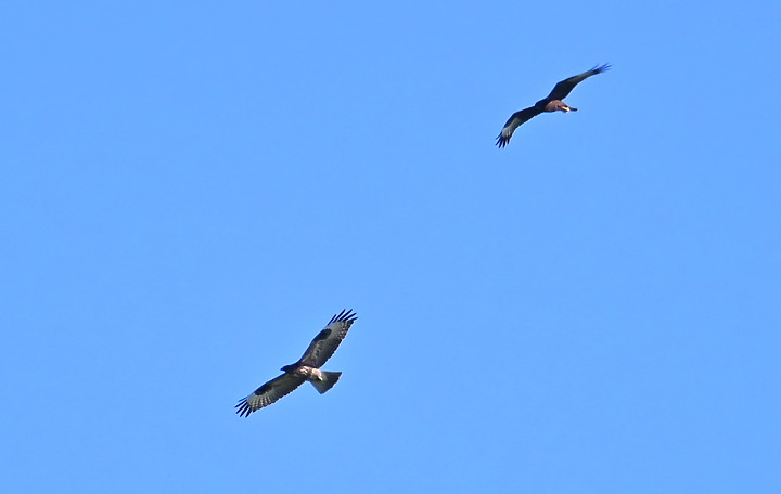 Z7動態區域AF追拍西方澤鵟,Z7+16-50mm和50-250mm的DX鏡首拍。