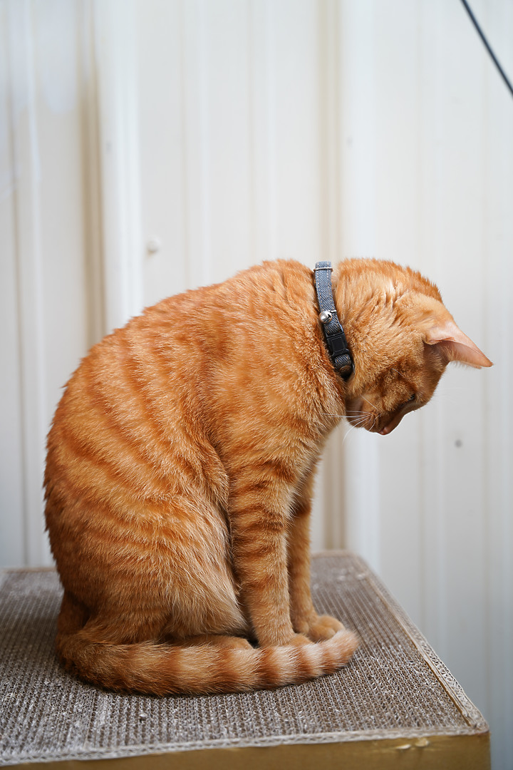 Sigma 24-70mm f2.8 DG DN art SONY E-Mount 自帶小微距的誠意之作