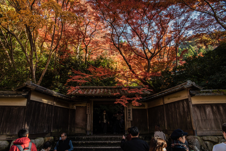 「D750」2019京都楓葉季和大阪不夜城全記錄