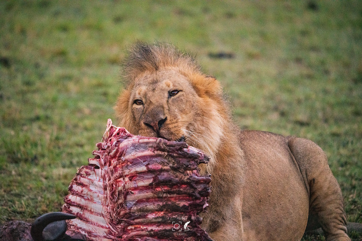 曠古之聲：東非雙亞行略（上）｜Africa Safari