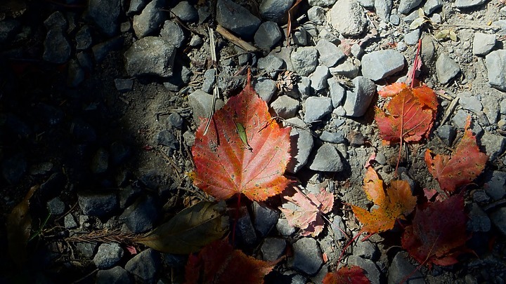 〖合歡溪步道〗中高海拔植物賞