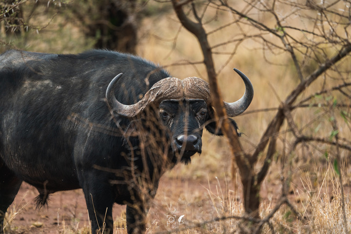 曠古之聲：東非雙亞行略（上）｜Africa Safari