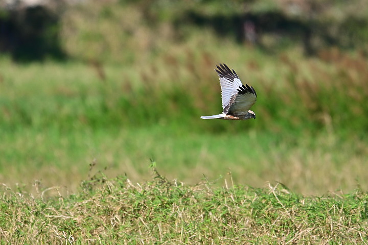 Z7動態區域AF追拍西方澤鵟,Z7+16-50mm和50-250mm的DX鏡首拍。