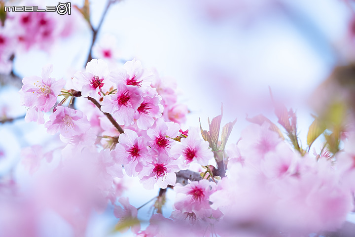 六龜櫻花公園 XH-1 & XF 50-140mm