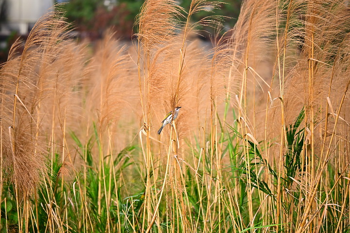 Z7動態區域AF追拍西方澤鵟,Z7+16-50mm和50-250mm的DX鏡首拍。