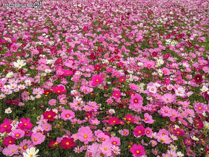 大波斯菊 台南市山上區淨水池區 01/29